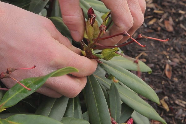 pagtatanim ng rhododendron sa bukas na lupa