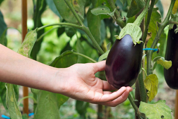 Growing eggplant