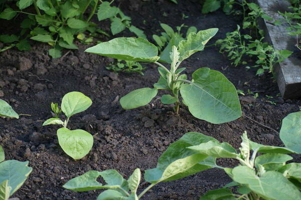 eggplant in the greenhouse