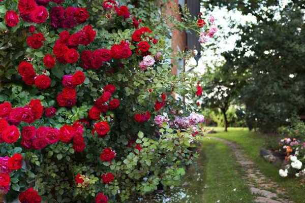 rosas encaracoladas desabrochando