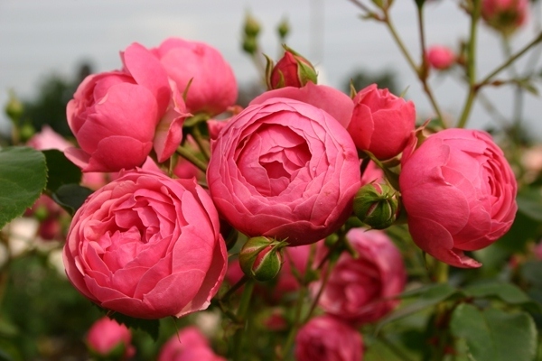 rosas encaracoladas desabrochando