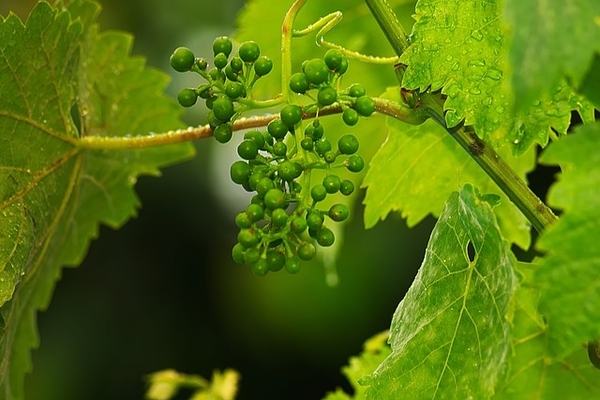 ovary of grapes