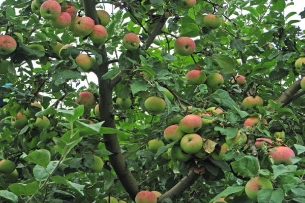 Apfel Melba