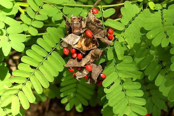 poisonous plants