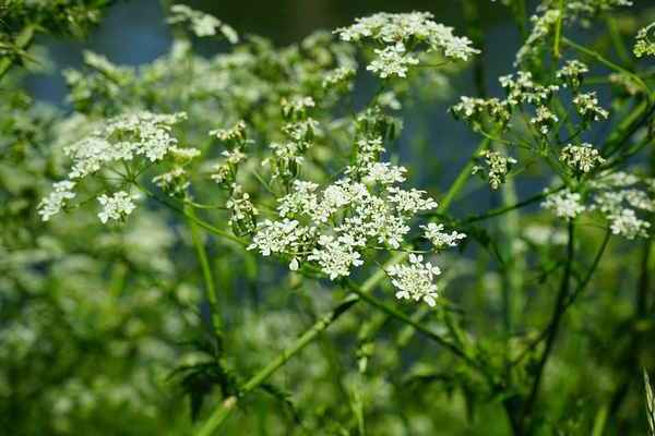 poisonous plants