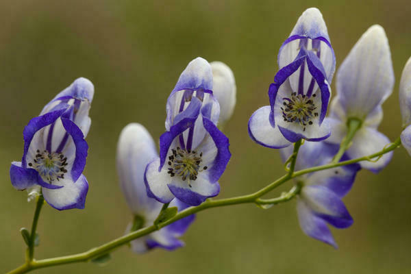 poisonous plants