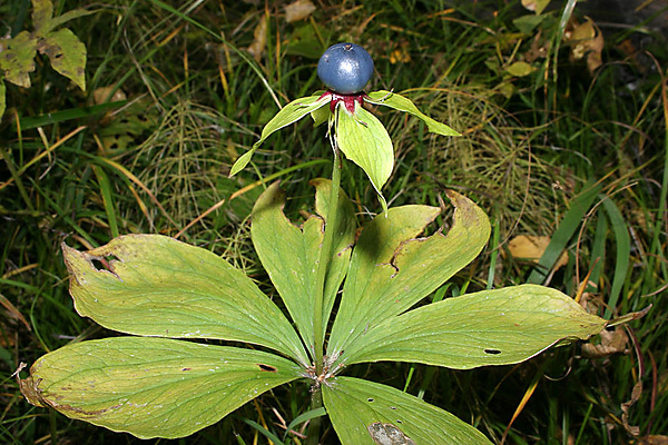 poisonous plants photos