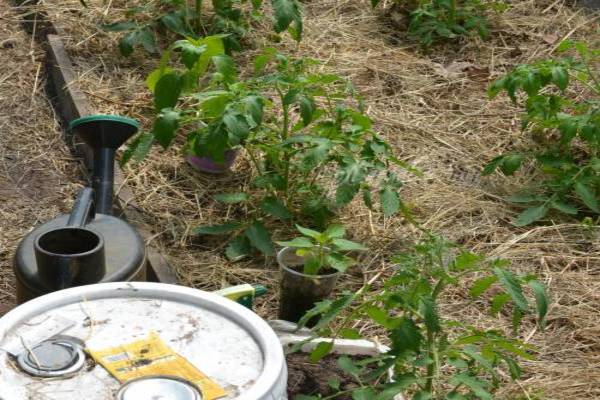 préparation pour la santé + pour la tomate