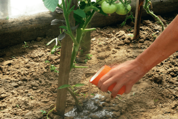 santé pour les tomates