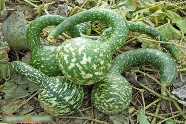 Green pumpkin: photos, popular varieties