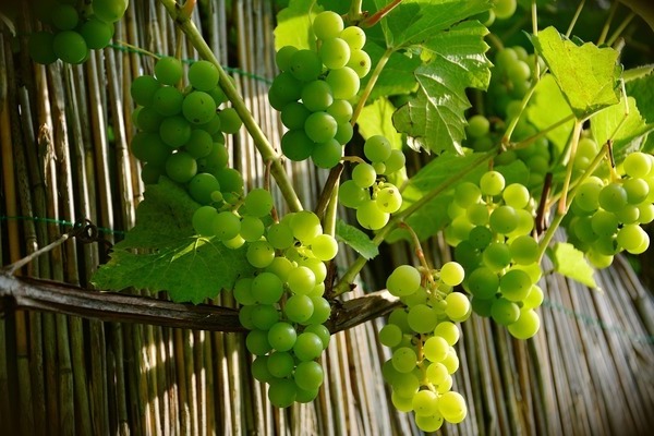 foto uvas verdes