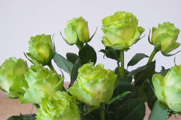 green rose