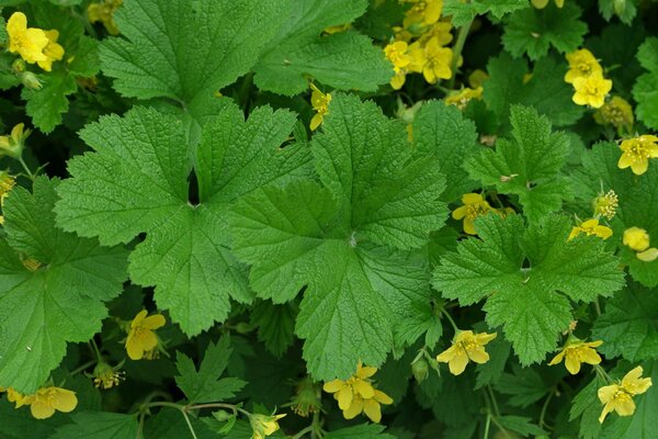 Waldsteinia strawberry