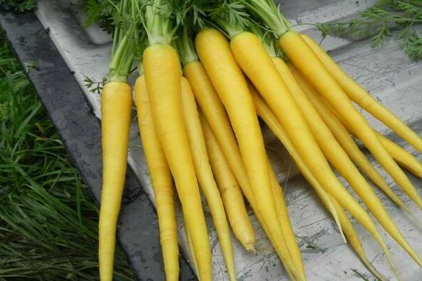 Uzbek carrot yellow