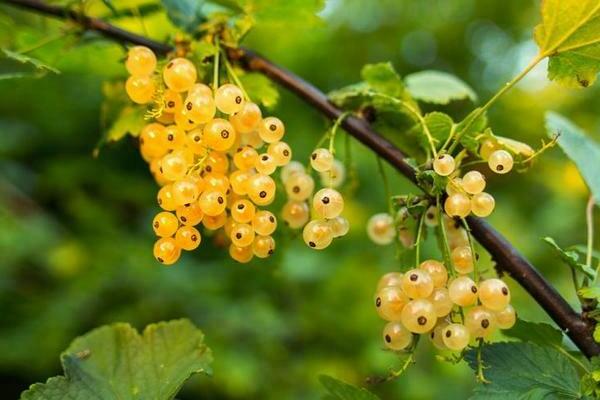 Gelbe Johannisbeere: Sortenvielfalt