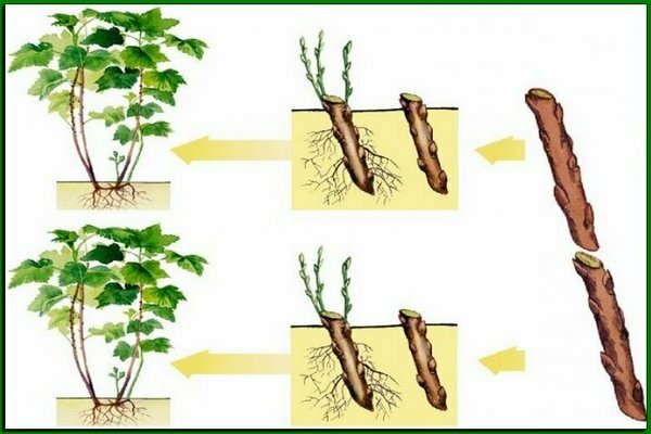 Golden currant: a description of the rules of care, reproduction