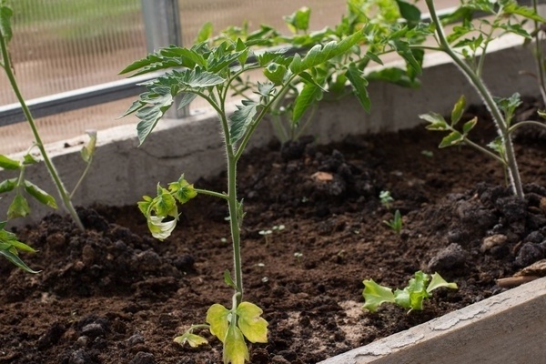 Warum werden die Blätter einer Tomate in einem Gewächshaus gelb?