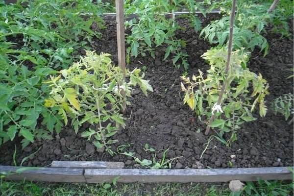 Why do tomato leaves turn yellow in the open field?