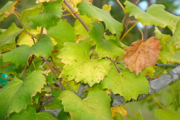 grape leaves turn yellow what to do