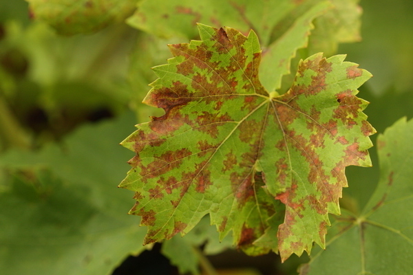 why do the leaves of grapes turn yellow