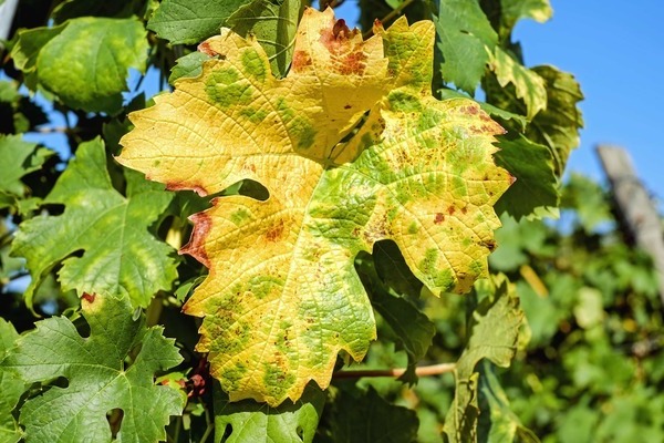 the vine leaves turn yellow cause