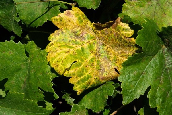 why grape leaves turn yellow and what to do