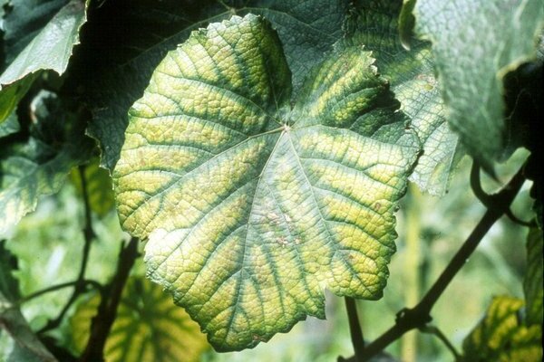 the edges of the grape leaves turn yellow