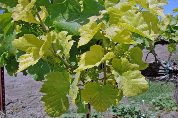 leaves on the grapes turn yellow than to process