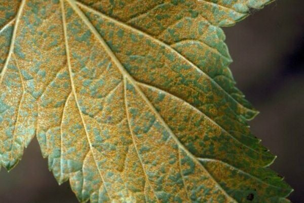 Taches brun jaunâtre sur les feuilles de cassis