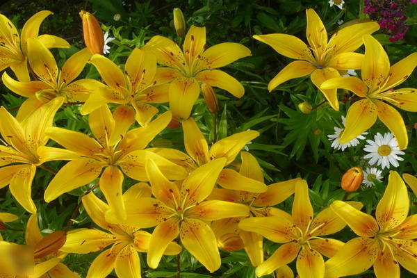 Yellow lilies: variety of varieties