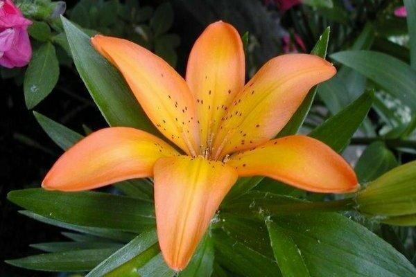 Yellow lilies: variety of varieties