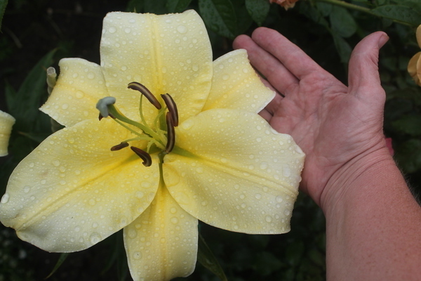 Yellow lilies: variety of varieties