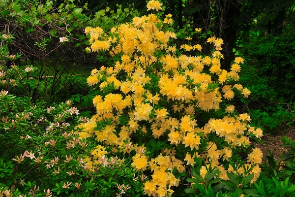 litrato ng rhododendron