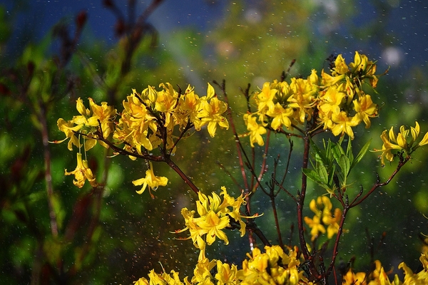 rododendron žut