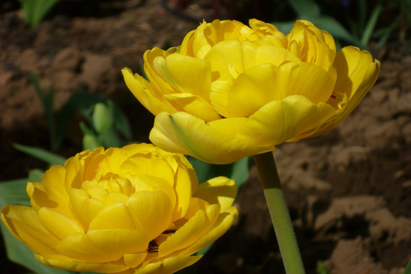 Frotirni tulipani