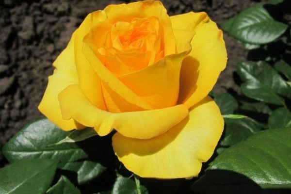 varieties of yellow roses