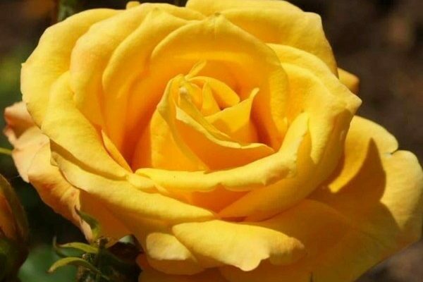 yellow roses