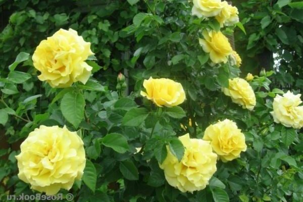 yellow roses