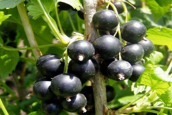 variétés de cassis