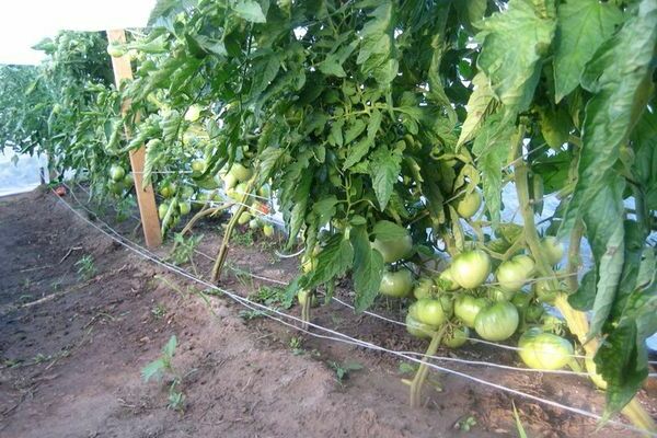 tomato varieties