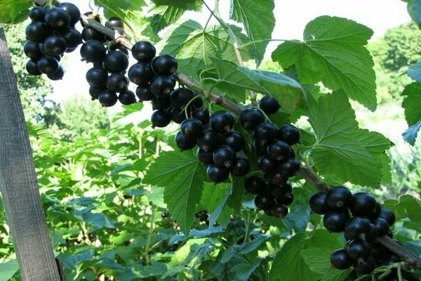 variétés de cassis