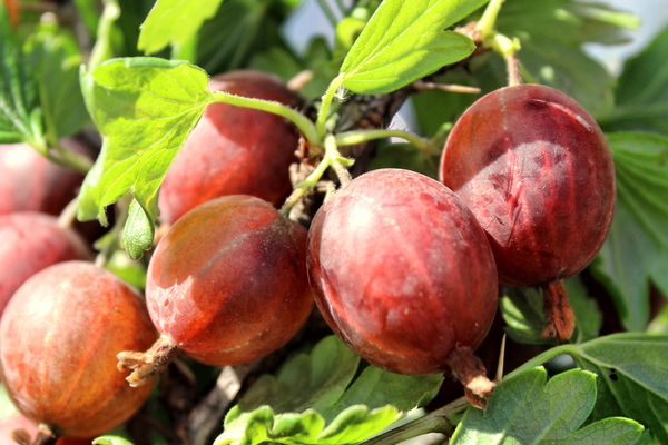 gooseberry jubilee description