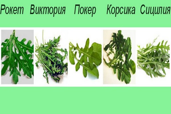 variétés de roquette