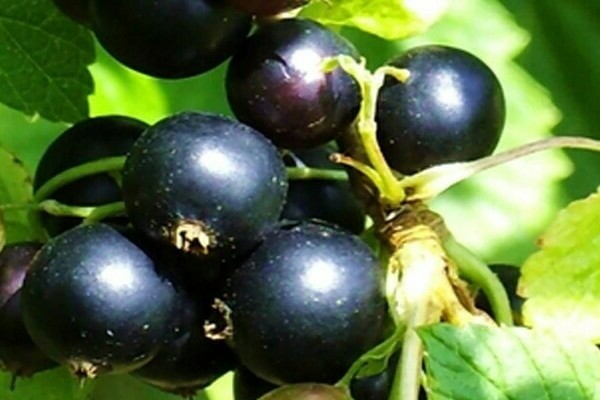 variétés de cassis