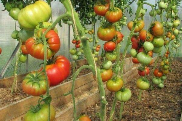 große Tomatensorten