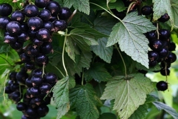 variétés de cassis