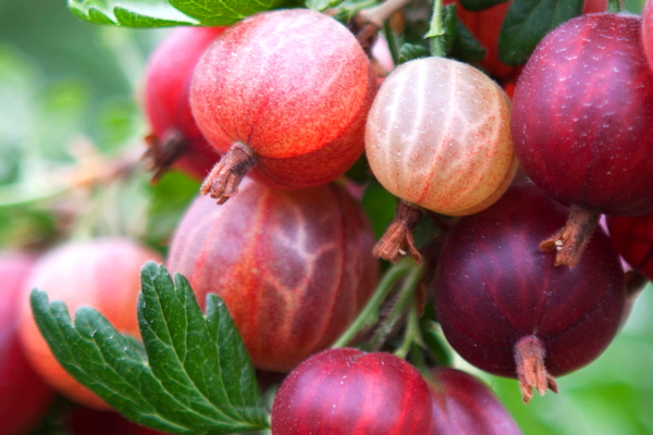 gooseberry jubilee photo