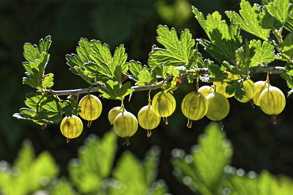 gooseberry soil