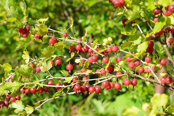 gooseberry pink 2 na paglalarawan