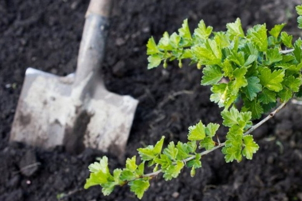 plantation de groseilles tendres